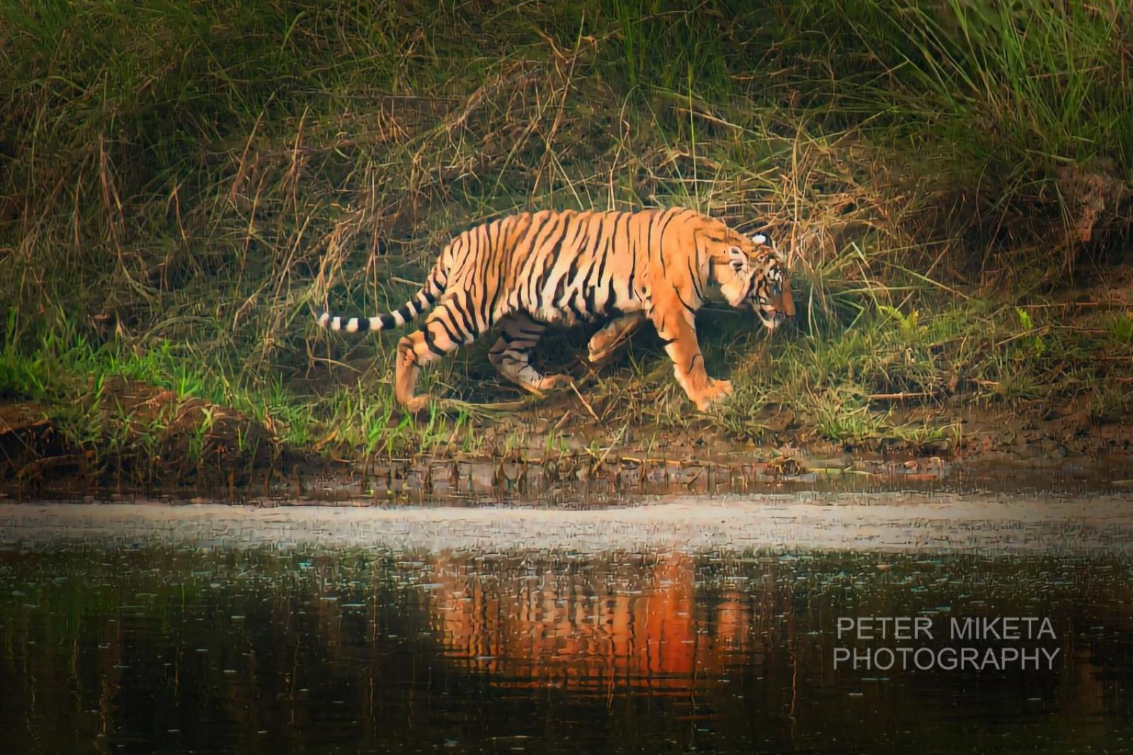 Tiger Corner Inn Homestay โซราฮา ภายนอก รูปภาพ